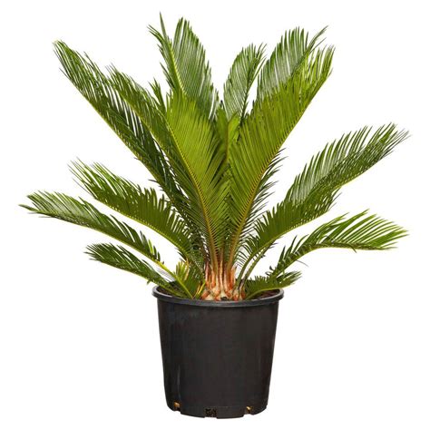 We cover everything you should know about your cactus mix! Japanese Sago Palm. Full Sun to part shade. Moist soil. Do ...
