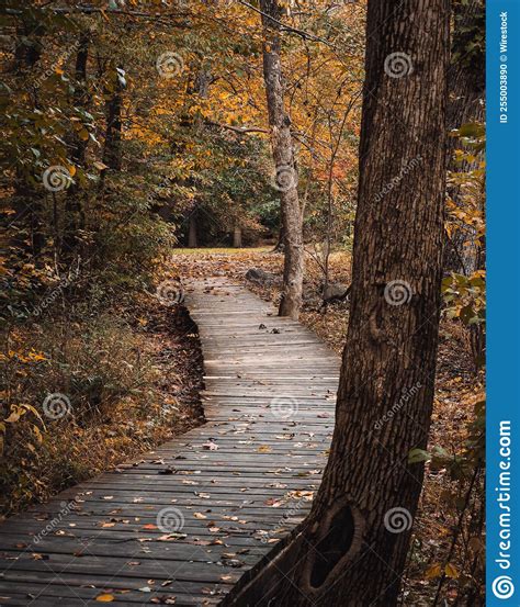 Vertical Shot Of A Boardwalk In A Forest In Fall Colors Stock Photo
