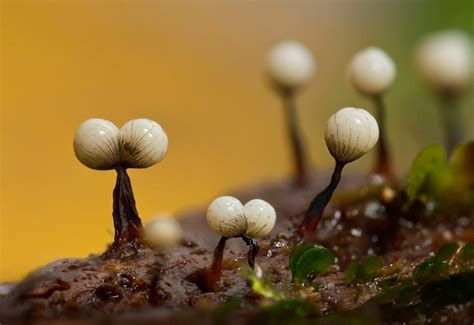The Bizarre Slime Molds Known As Mycetozoa Or Fungus Animals Were
