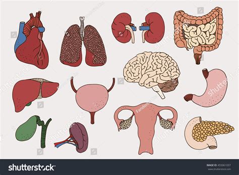 Human Internal Organs Set Vector Anatomy Illustration 455061037