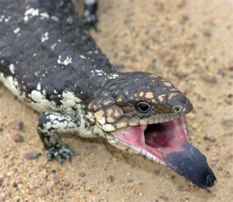 Blue Tongued Lizard Tiliqua Sp Wiki Display Full Image