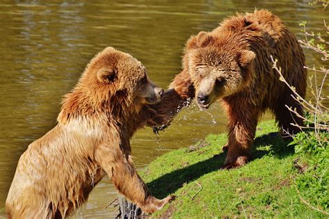 Free Images Water Nature Forest Play Fur Mammal