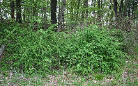 Escape Of The Invasives Top Six Invasive Plant Species In The United States Smithsonian Insider