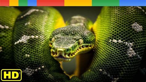Scary Of Snakes Or Anaconda National Geographic Documentary Wildlif