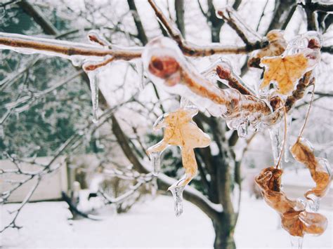 Free Images Tree Branch Snow Winter Leaf Flower Frost Ice