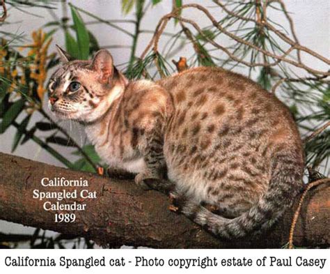 Extinct Domestic Cat Breeds