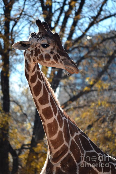 Autumn Giraffe Photograph By Elle Arden Walby Fine Art America