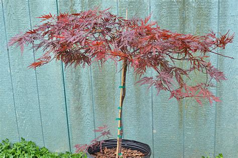 Red Dragon Laceleaf Maple Cloud Mountain Farm Center And Nursery