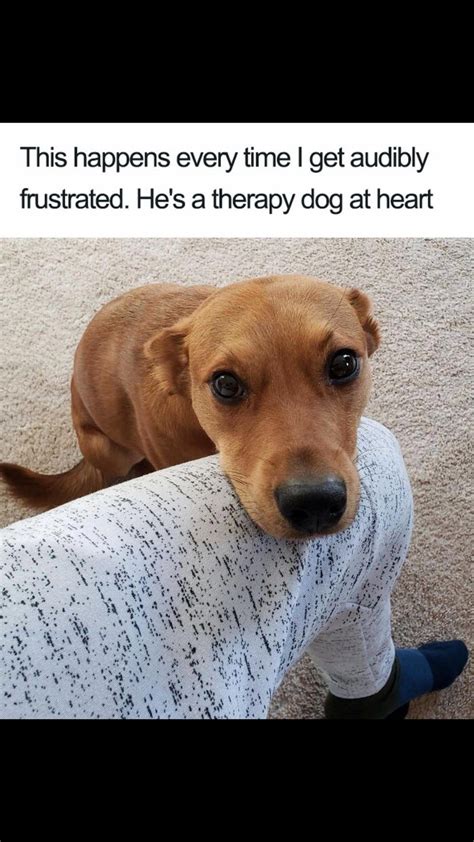 27 Dog Memes For When You Need That Daily Cute Fix Cheezburger