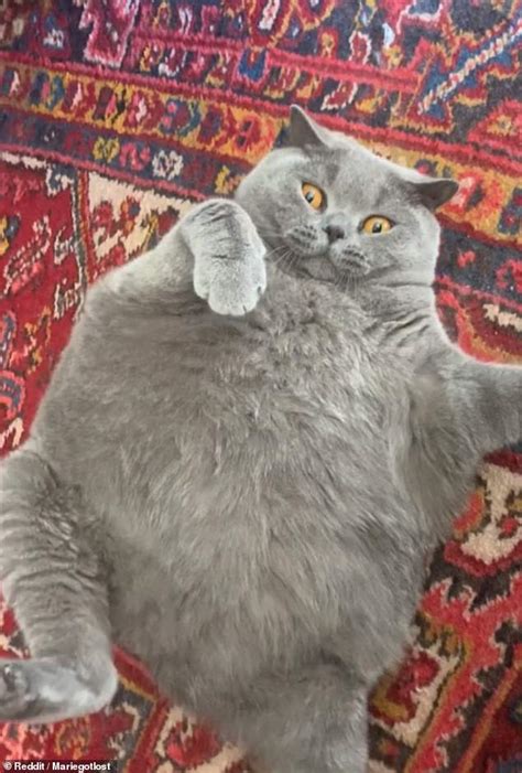 British Shorthair Cat With Scoliosis Makes The Internet Swoon Healthyfrog