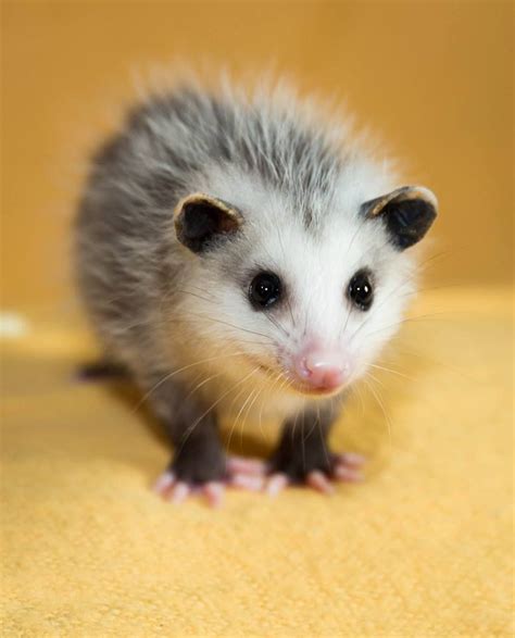 Wally The Opossum