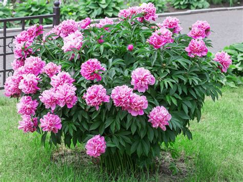 Transplanting A Peony Can I Transplant Peonies That Are Established