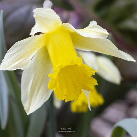 Narcissus Pseudonarcissus Owl Prints Flickr
