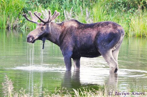 Funny Wildlife • Funnywildlife Bull Moose In Grand Teton National