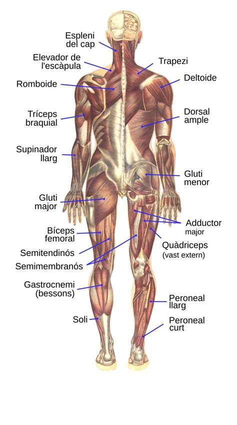 Human Muscles Diagram Labeled 11 4 Identify The Skeletal Muscles And