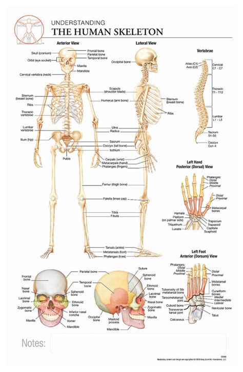Human anatomy drawing drawing theory. Body Scientific International Post-it Anatomy of Human ...