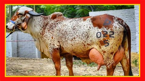 Gyr Lechero Doble Proposito Vacas Lecheras Y Carnicas Cow Youtube