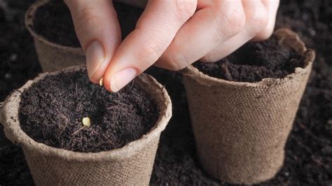 Why You Should Never Plant Seeds In Wet Soil