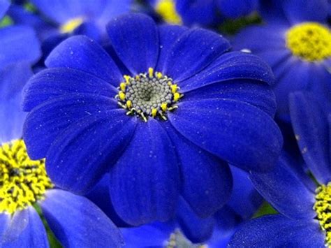 Blue Flowers Close Up Wallpapers Amazing Wallpapers