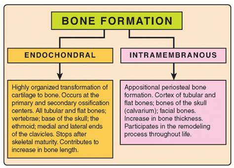Bone Formation And Growth Radiology Key