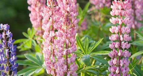 How To Grow Lupins