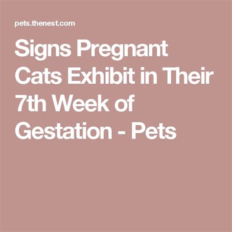 Signs Pregnant Cats Exhibit In Their 7th Week Of Gestation Pregnant