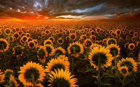 2880x1800 Sunflower Field Macbook Pro Retina Hd 4k Wallpapers Images
