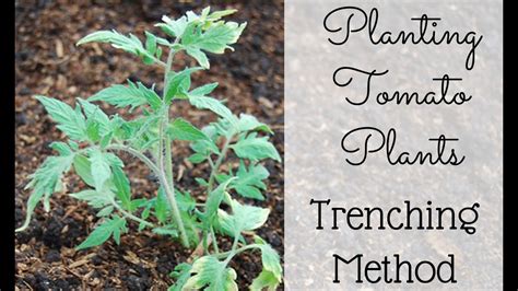 Plant Tomatoes With The Trenching Method Youtube