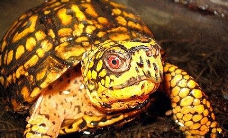 There are tortoises that live on land. 11 Types of Pet Turtles: Best Turtles to Have as Pets ...