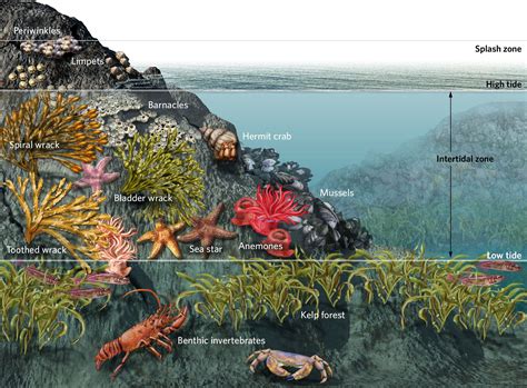 Image Result For Tidepool Food Web Ocean Food Web Ocean Ecosystem