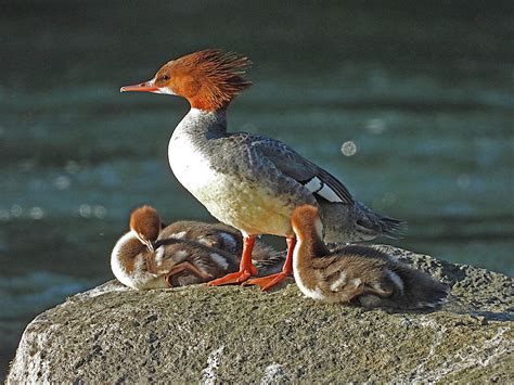 Female Merganser Duck And Ducklings Photograph By Lindy Pollard