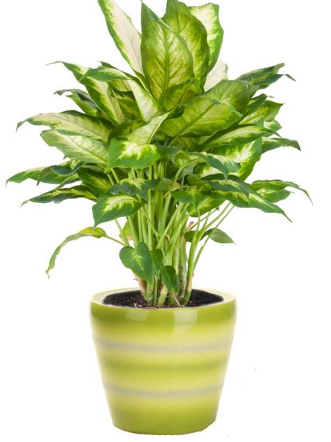 Maybe you would like to learn more about one of these? 21 Indoor Plants for Low Light | Best Houseplants That ...