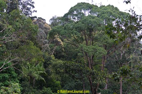 The trees are so densely packed that rain can take 10 minutes to reach the ground after hitting the canopy. Rainforest layers