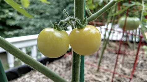 White Tomato Harvest Heirloom Tomatoes Are Huge Waiting On Peppers