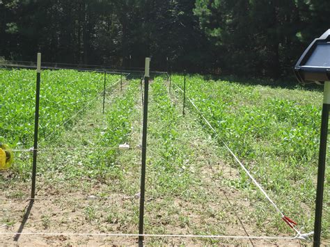 Four Wire Electric Fence System Best Control Of Deer Access To Food