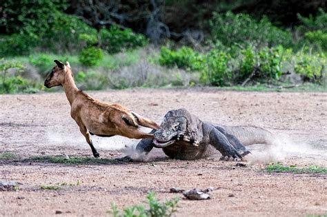 Terrifying Encounter Enormous Komodo Dragons Hunt And Conquer An