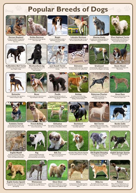 Popular Breeds Of Dogs Poster Tiger Moon