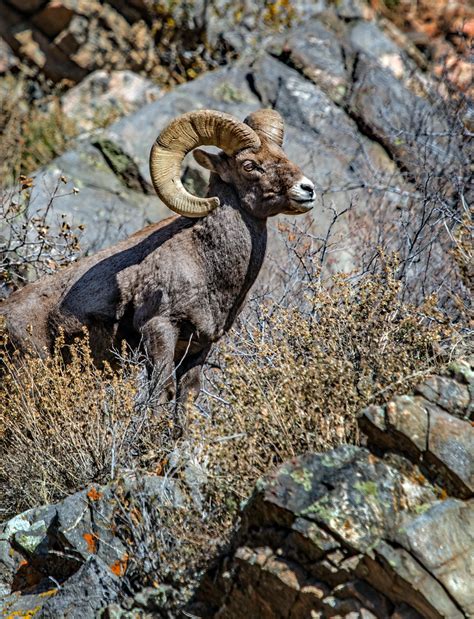 A5e3a5681 Bighorn Rams In Waterton Canyon 11 11 2022 Reid