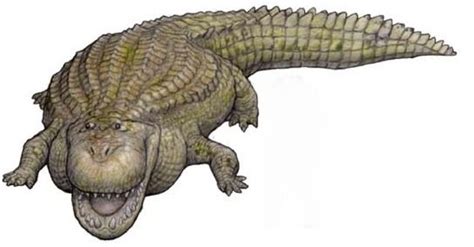 Purussaurus is an extinct genus of giant caiman that lived in south america during the miocene epoch, from the for faster navigation, this iframe is preloading the wikiwand page for purussaurus. The Purus river lizard, Purussaurus (1892) Phylum ...