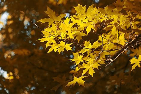 Maple Leaves Turning Yellow In Autumn Background Autumn Yellow Maple