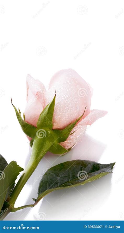 Bud Of A Pink Rose Stock Image Image Of Bouquet White 39533071