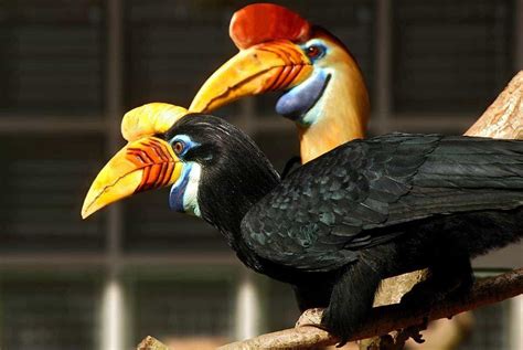 Guide To Sarawak Malaysian Borneo Most Beautiful Birds Rare Birds