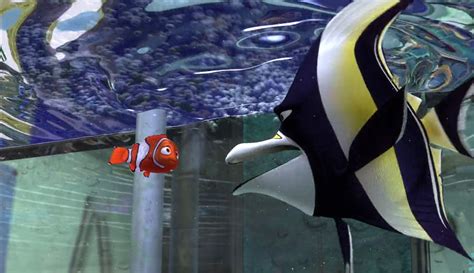 There's a great big ocean out there that nemo is excited to. Finding Nemo (2003) Download Hindi movie torrent - Hindi ...