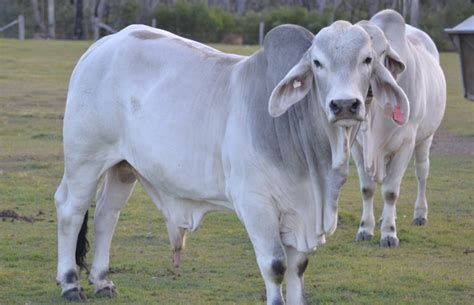 Pure Breed Polled Grey Brahman Bulls Livestock Beef Cattle