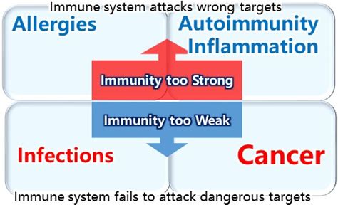 Why Balanced Immunity Is So Important