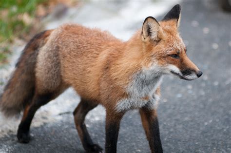 Free Images Animal Wildlife Fur Fauna Red Fox Vertebrate Dog