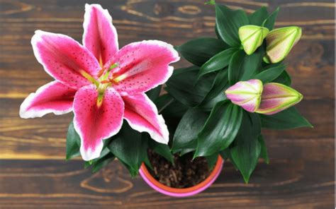 How To Plant And Care For Stargazer Lilies Rethority