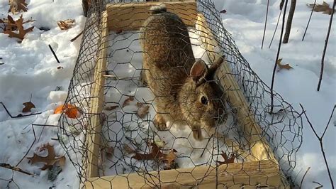 Catching Rabbits With A Simple Homemade Trap Youtube