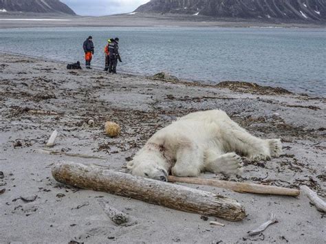 Polar Bear Shot Dead After Attacking Cruise Ship Guard Express And Star