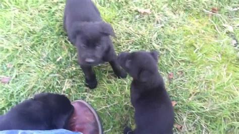 He is only 10 weeks or so in this picture. 6 Week Old Labrador/German Shepherd Mix Puppies Playing ...
